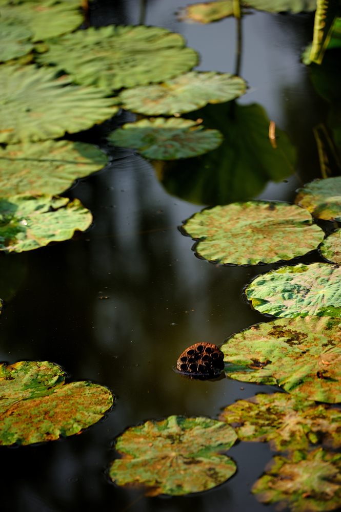 DSC_9554.jpg