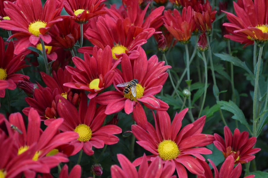 DSC_0079.jpg