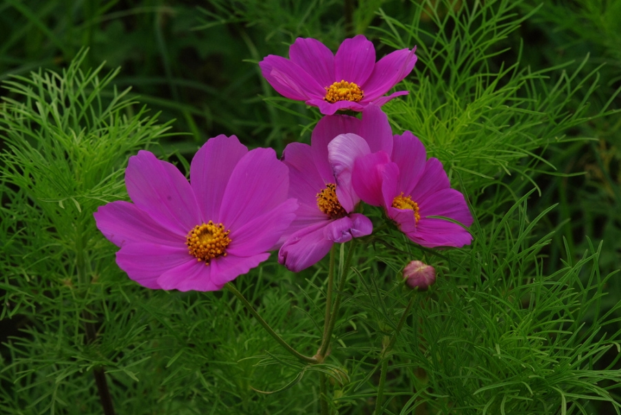 IMGP4721.jpg