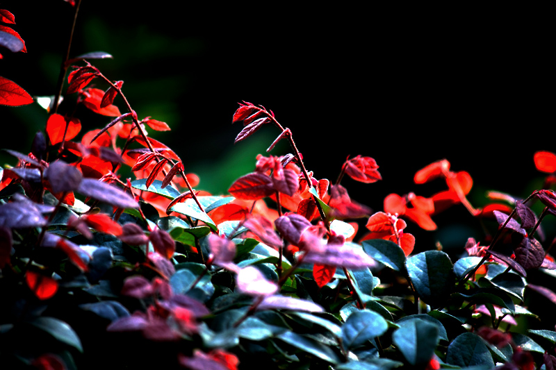 G_4768.jpg