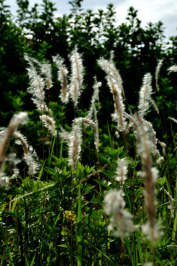 DSC_9692.jpg