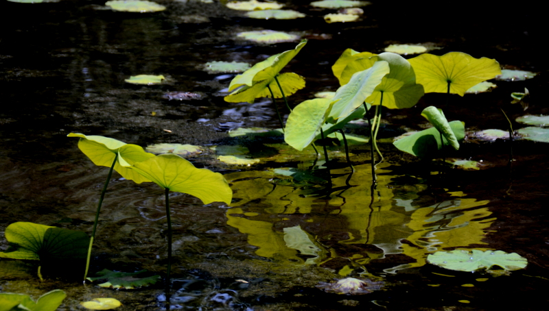 DSC_3589-001.JPG