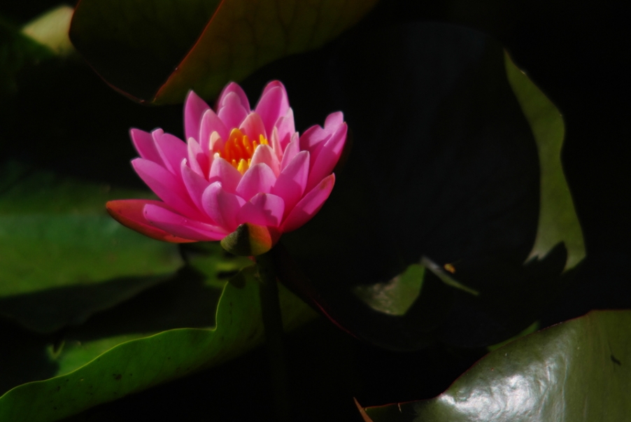 IMGP4936.jpg