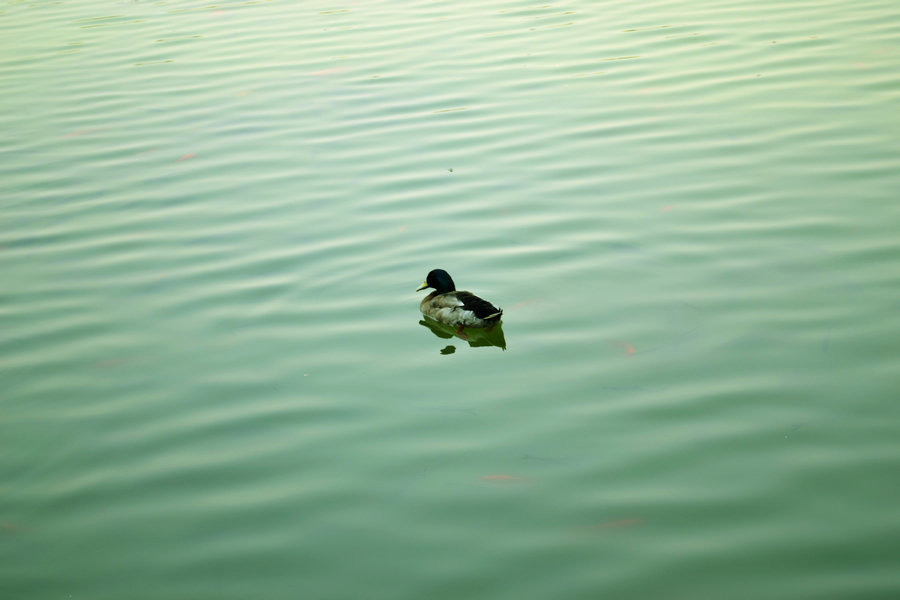 DSC_3171_副本1.jpg