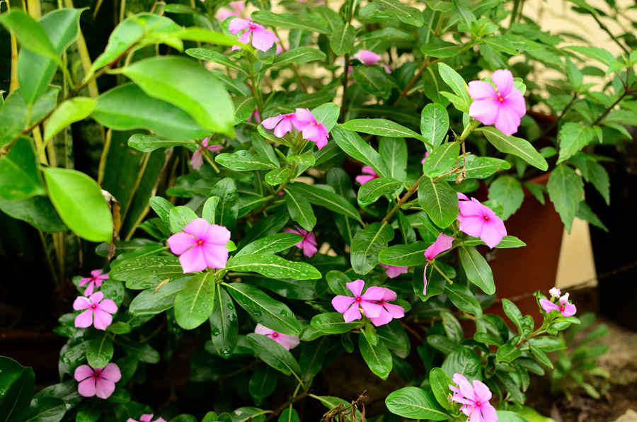 DSC_01583.jpg