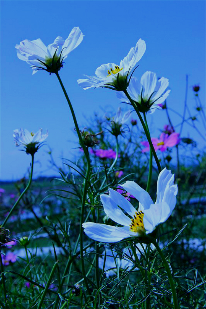 psb_meitu_995.jpg