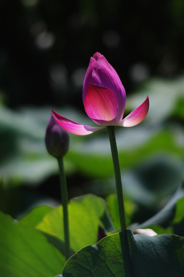 imgp7161.jpg