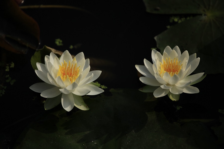 _MG_7603.JPG