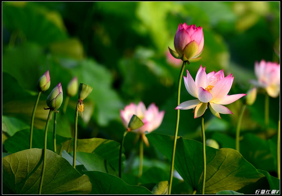 荷花15.jpg