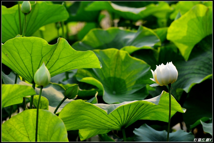 荷花10.jpg