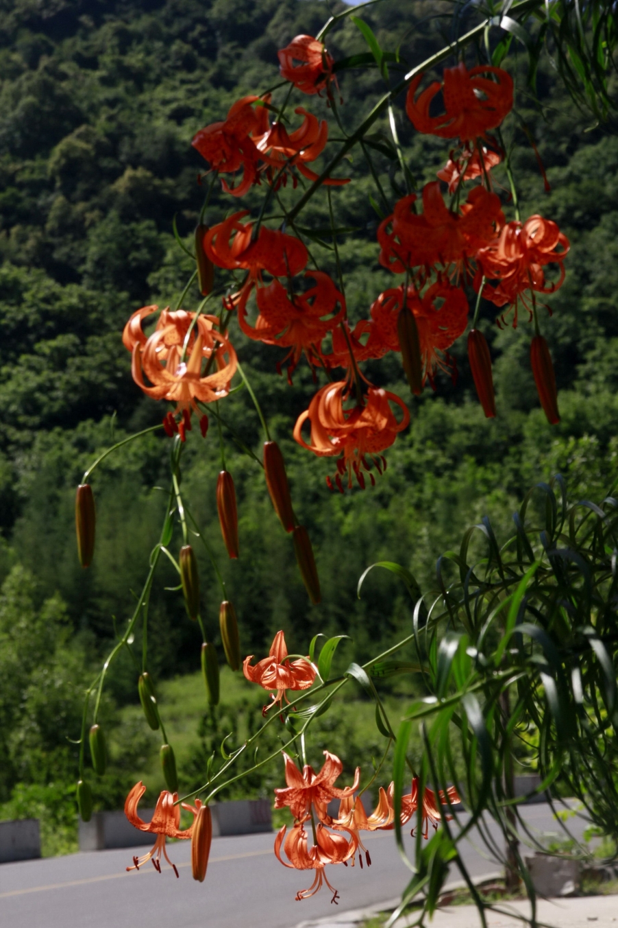 _MG_0608A_调整大小.jpg