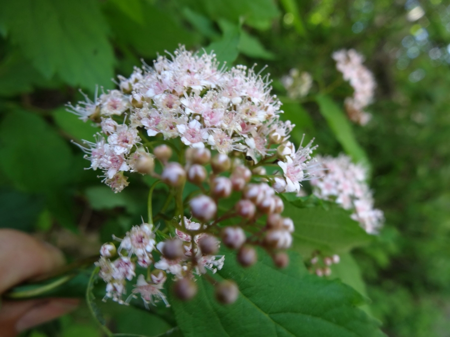 DSC01833_调整大小.jpg
