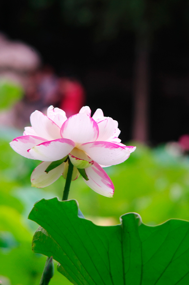 IMGP7529.jpg
