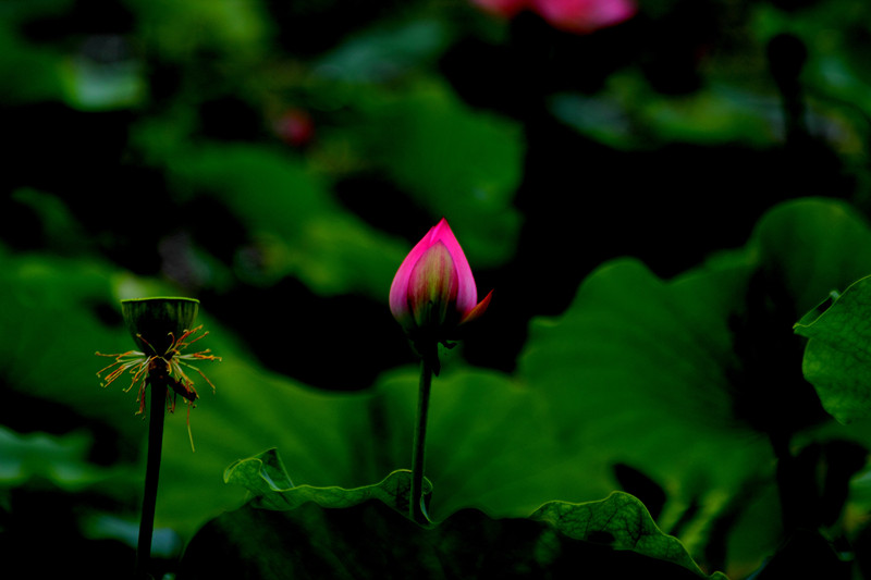 DPP_00126_副本.jpg