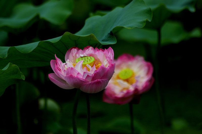 DPP_00131_副本_副本.jpg