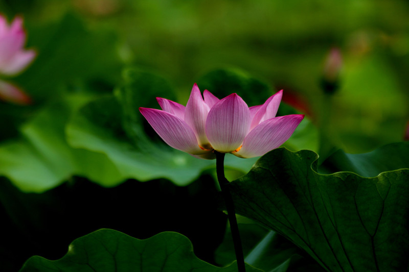 DPP_00160_副本.jpg
