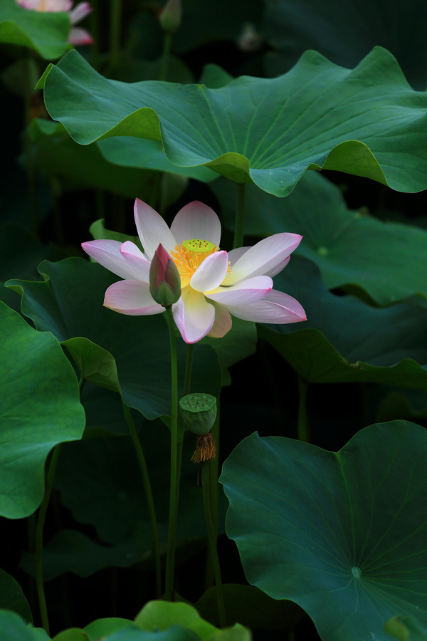 荷花5.JPG
