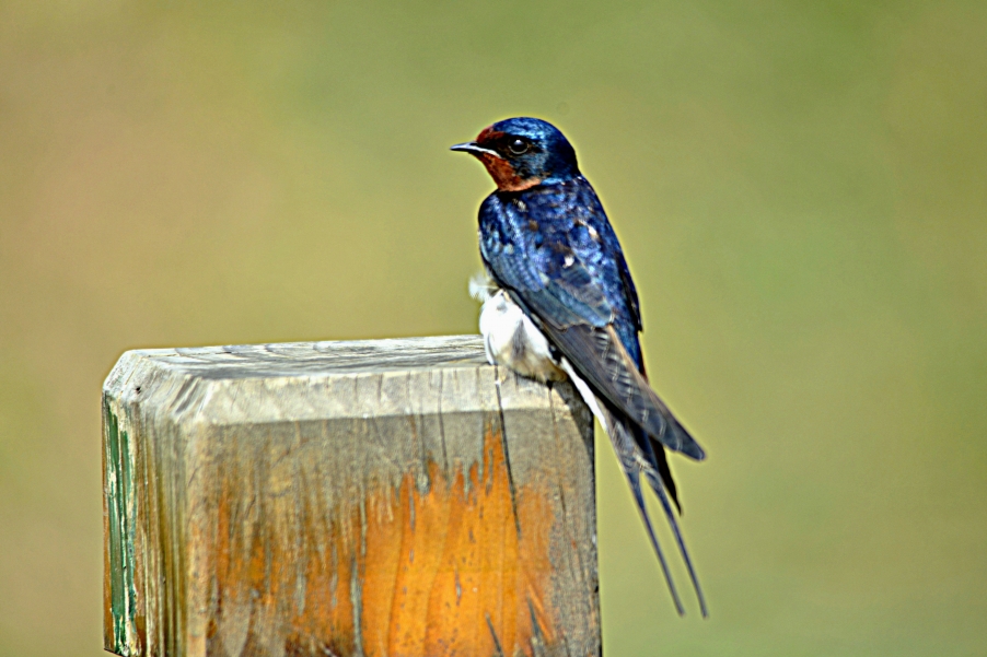DSC_5230.JPG