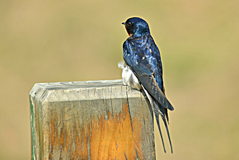 DSC_5225.JPG