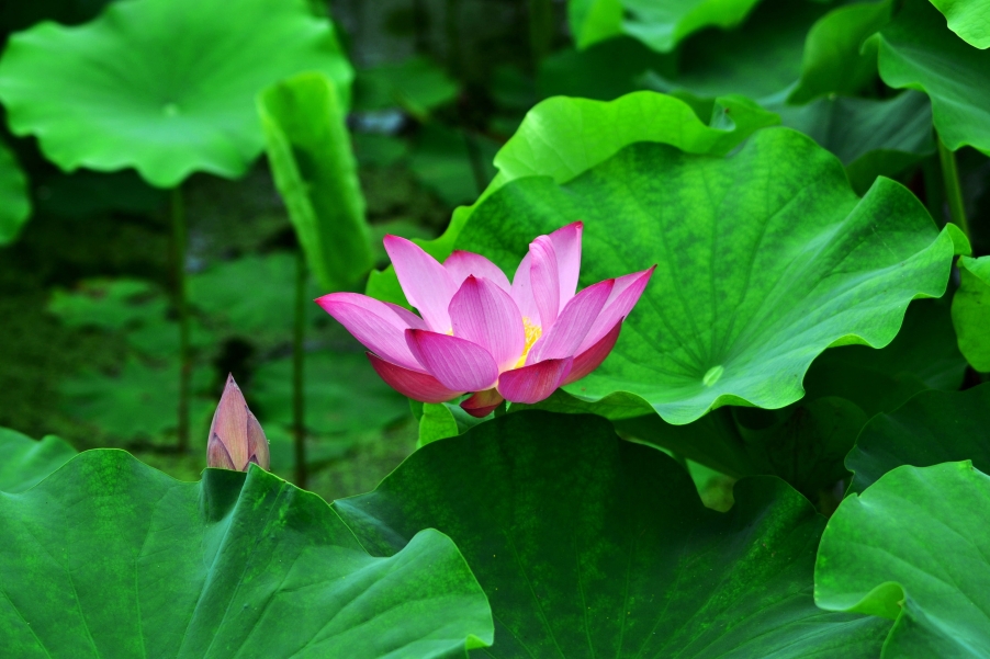 DSC_0007_副本.jpg