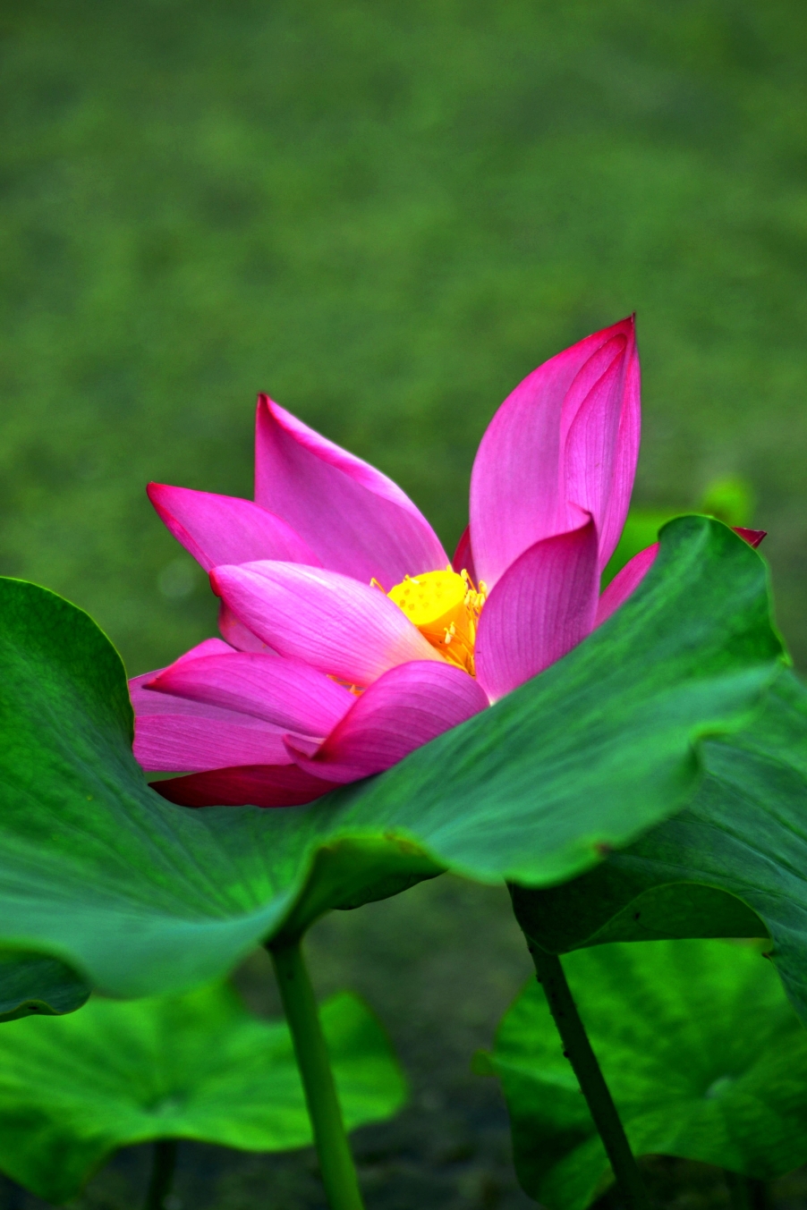 DSC_0011_副本.jpg