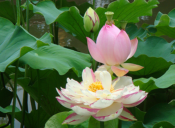 DSC08852_副本.jpg