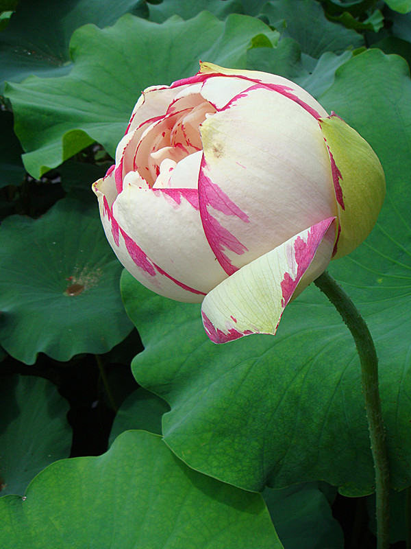 DSC08843_副本.jpg