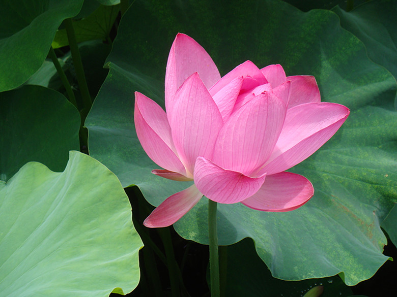 DSC08841_副本.jpg