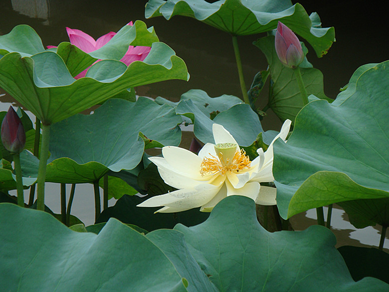 DSC08739_副本.jpg