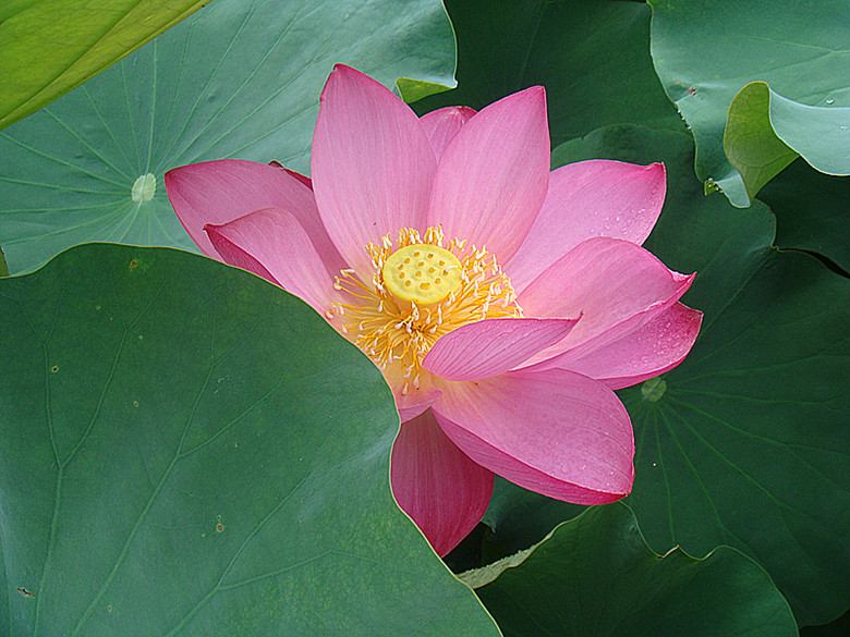 DSC08736_副本.jpg