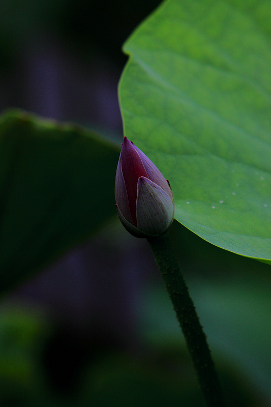 IMG_8801.jpg