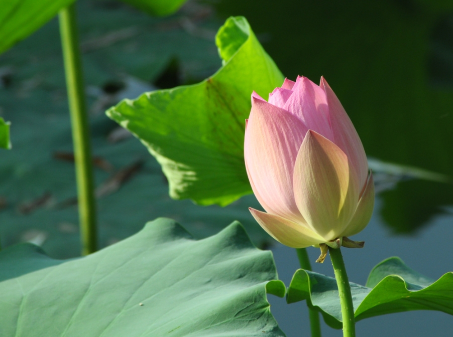 DSC_0071_副本.jpg