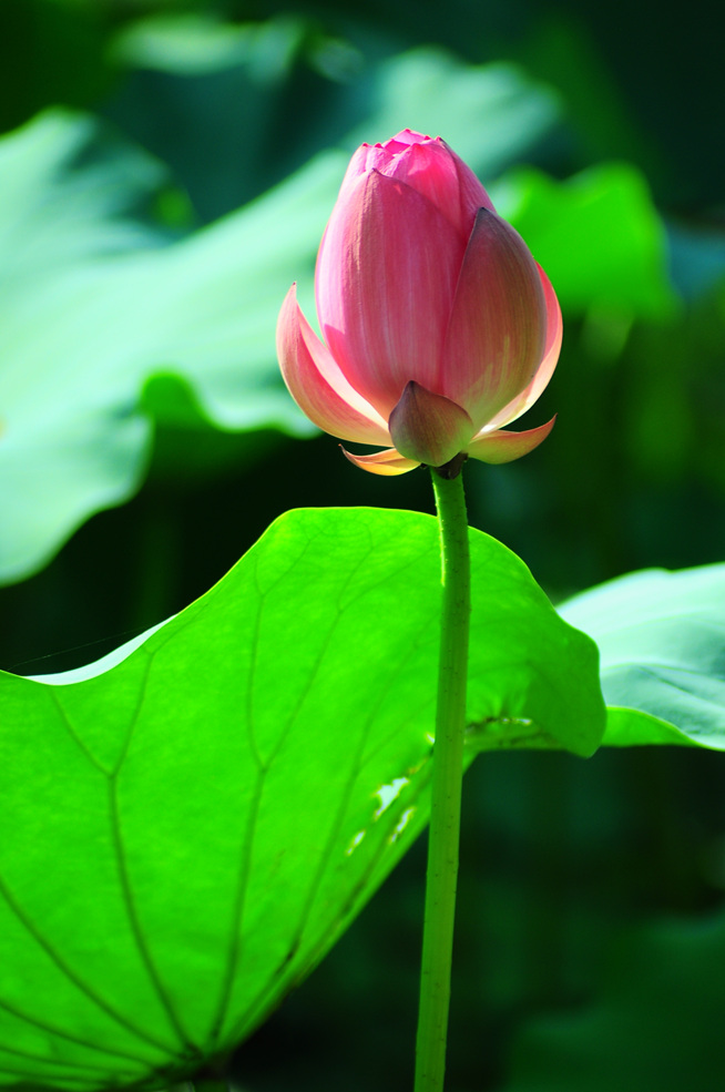 DSC_0225_副本.jpg