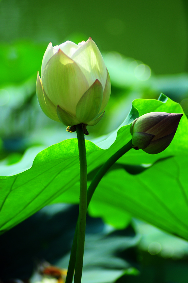DSC_0229_副本.jpg