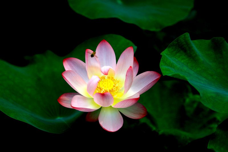 复件 IMG_4866.JPG