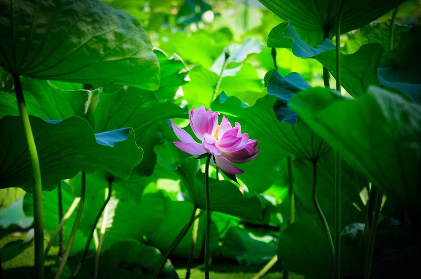 _dsc7540_副本.jpg