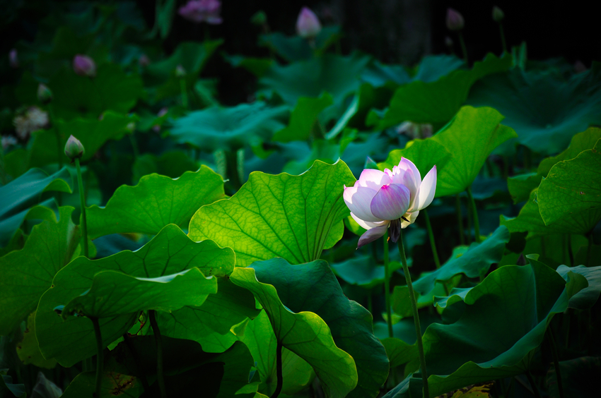 _dsc7582_副本.jpg