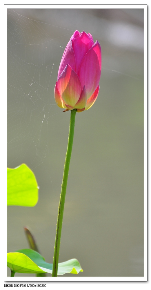 nEO_IMG_桌面照片 10115副本.jpg