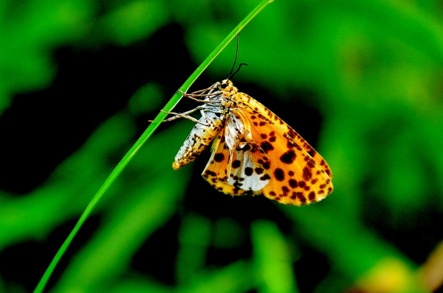 DSC_0665.jpg