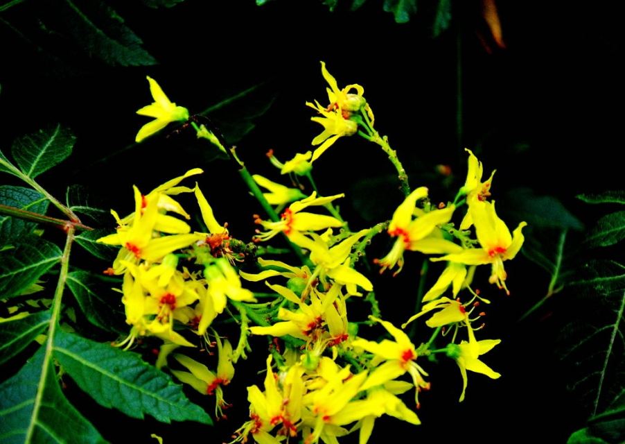 DSC_0690.jpg