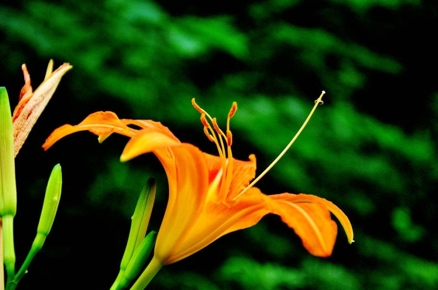 DSC_0698.jpg