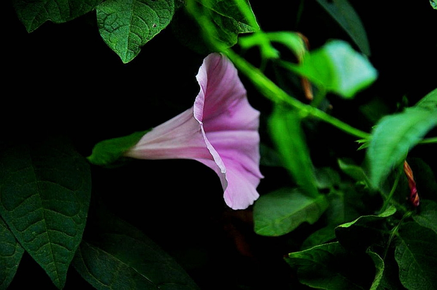 nEO_IMG_DSC_0308.jpg
