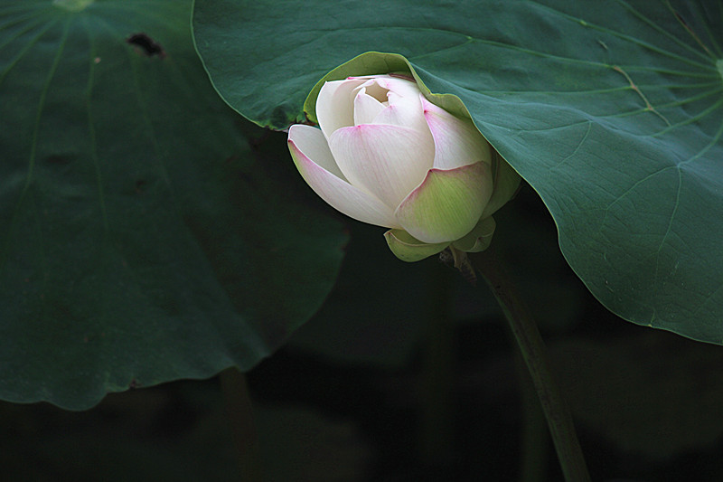 IMG_7680_副本.jpg