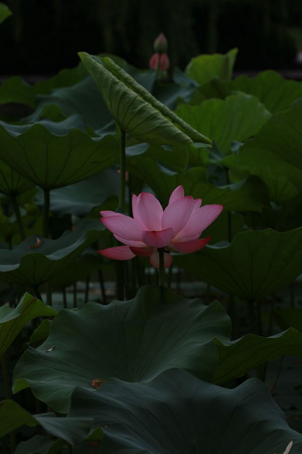 1Z7A3124_副本.jpg