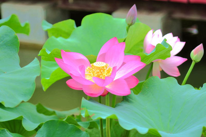 DSC_0008_副本.jpg