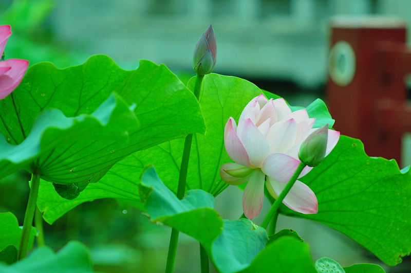 DSC_0009_副本.jpg