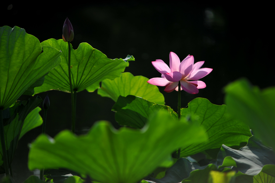 DSC_7401.jpg