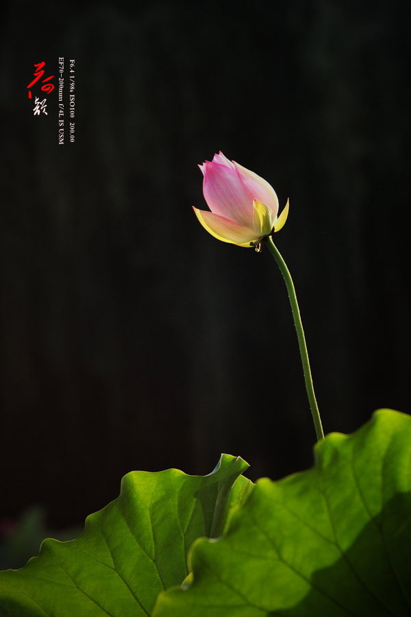 IMG_6673_副本.jpg