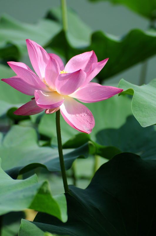 DSC_0550_副本.jpg