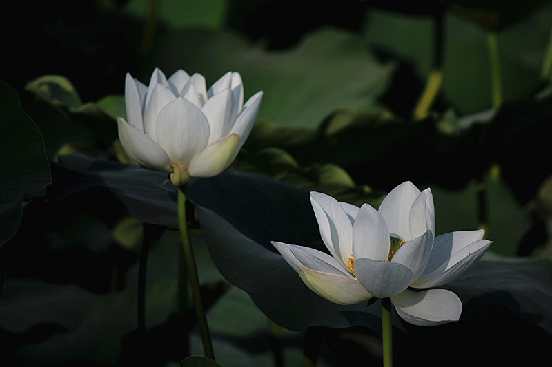 IMG_7844_副本.jpg